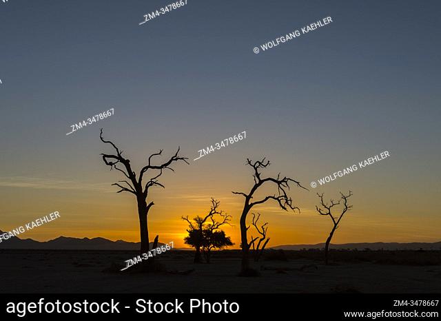 Dead trees at sunset silhouetted in the barren landscape of the private Kulala Wilderness Reserve in the Sossusvlei area, Namibia