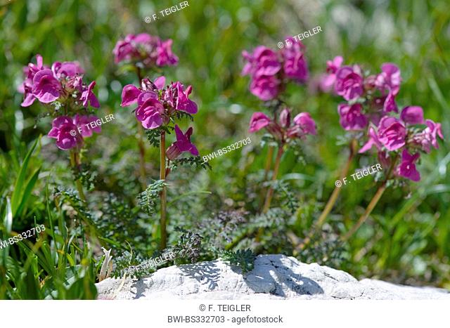 Long-Nosed Lousewort (Pedicularis rostratocapitata), blooming, Austria