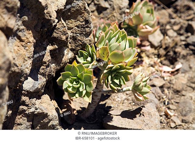 Haworth's Aeonium or Pinwheel (Aeonium haworthii) growing in the mountains of Gran Canaria, Canary Islands, Spain, Atlantic Ocean