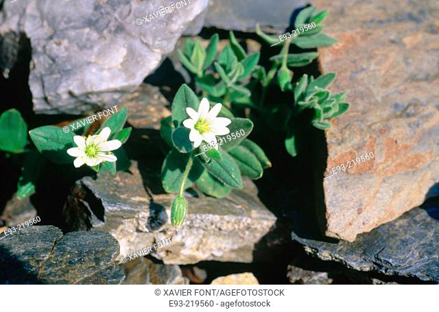 Flowers (Cerastium pyrenaicum)