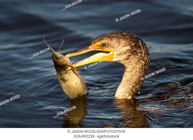 BIRD WITH FISH IN HIS MOUTH
