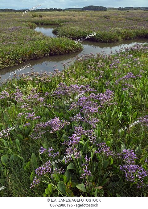 Sea Lavender Limonium vulgare Morston Marshes Norfolk UK July