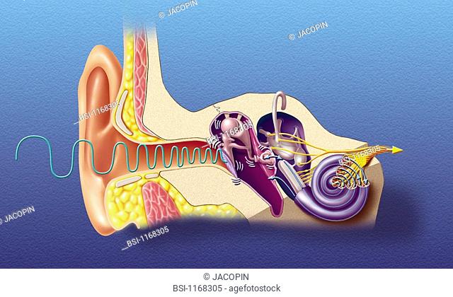 EAR, DRAWING<BR>Anatomy of the ear, from left to right:  - Outer ear - pinna and external auditory meatus,  - Middle ear  - eardrum (lavender)