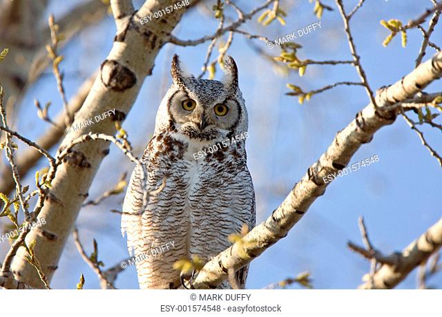 Great Horned Owl Saskatchewan