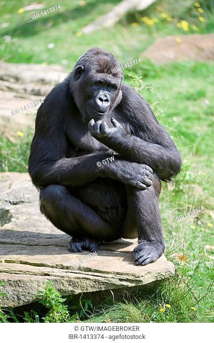 Western Lowland Gorilla (Gorilla gorilla gorilla), Critically endangered, IUCN 2009