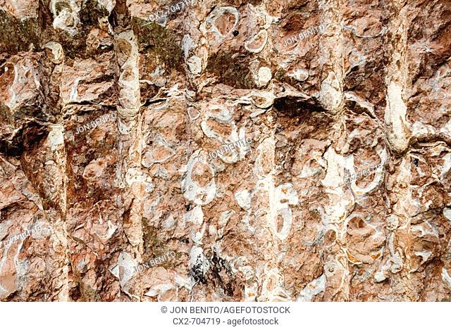 Fossil mollusks in reef limestone ('Rojo de Ereño' limestone). Ereño, Biscay, Euskadi, Spain
