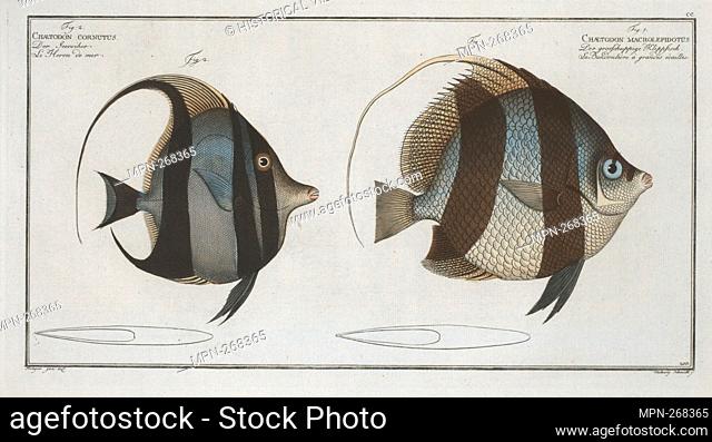 1. Chaetodon macrolepidotus; 2. Chaetodon cornutus. Bloch, Marcus Elieser, 1723-1799 (Author) Laveaux, J.-Charles (Jean-Charles), 1749-1827 (Translator)