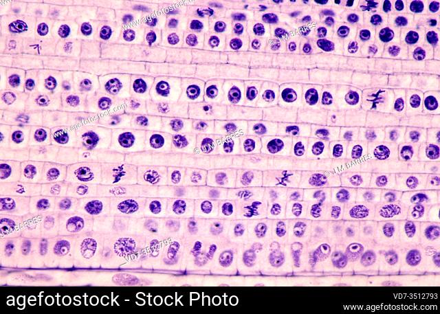 Root apical meristem showing cell divisions (mitosis). Onion root photomicrograph