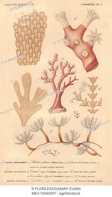 Different types of corals and seaweeds. Handcolored engraving from Charles d'Orbigny's Dictionnaire Universel d'Histoire Naturelle (Universal Dictionary of...
