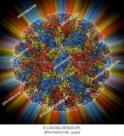 Norwalk virus capsid, molecular model. This norovirus, which causes a viral form of gastroenteritis, is transmitted from person-to-person or through...