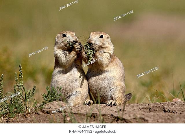 Two blacktail prairie dog Cynomys ludovicianus sharing something to eat, Wind Cave National Park, South Dakota, United States of America, North America