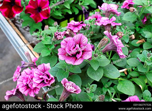 Vibrant veins on double pink petunias blooms