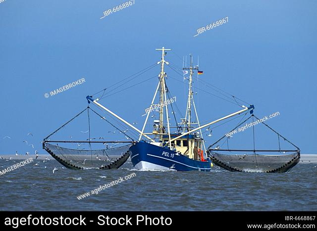 Crab cutter in the Wadden Sea, Wadden Sea National Park, North Sea, North Frisia, Schleswig-Holstein, Germany, Europe