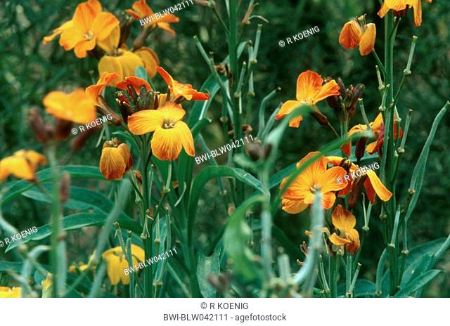 wallflower Cheiranthus cheiri, orange flowering cultivar