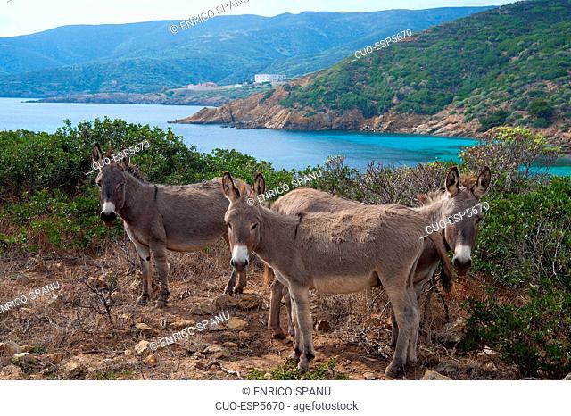 Donkeys, Cala Sabina, Asinara Island National Park, Porto Torres, North Sardinia, Italy, Europe