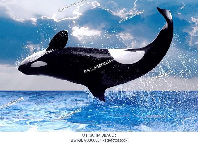 orca, great killer whale, grampus Orcinus orca, jumping