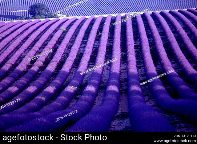 Lavendelfeld, Banon, Provence, Frankreich - Lavender Field near Banon, Provence, France