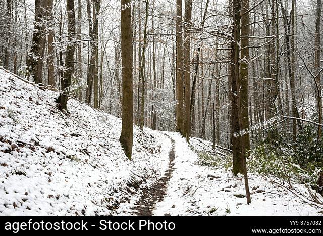 Snowy forest trail - Sycamore Cove Trail - Pisgah National Forest, Brevard, North Carolina, USA