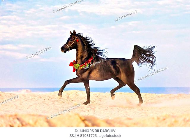Arabian Horse. Black stallion trotting in the desert, wearing a Christmas garland. Egypt