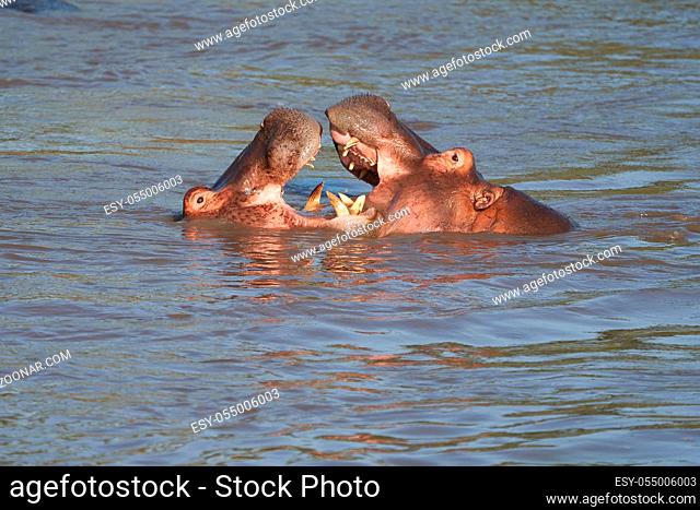 Hippo Hippopotamus amphibious Africa Safari Portrait. High quality photo