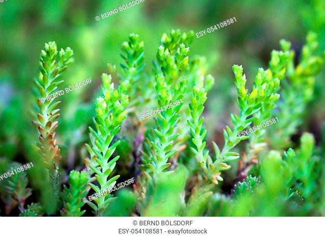 a close up of a very beautiful green moss plant