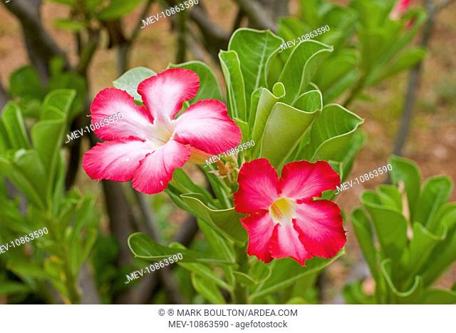 Desert Rose - close-up of flowers (Adenium multiflorum). Mombasa, Kenya, Africa. Latin formerly Adenium obesum