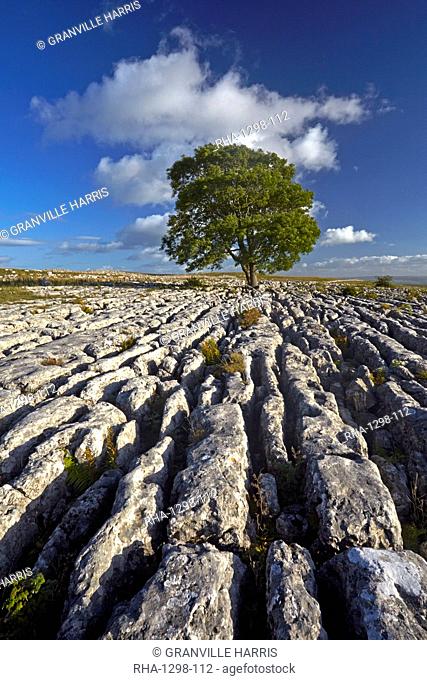 A solitary tree on the limestone pavement at Malham Lings, near Malham, North Yorkshire, England, United Kingdom, Europe