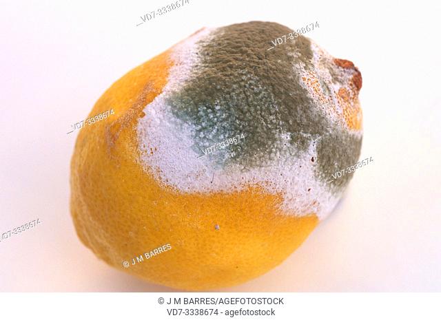 Penicillium digitatum or Aspergillus digitatus colonizing a lemon