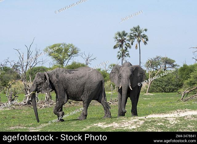 African elephants (Loxodonta africana) walking through the landscape in the Gomoti Plains area, a community run concession