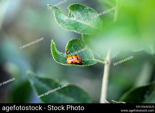 Close up of a ladybug larva or aphid lion