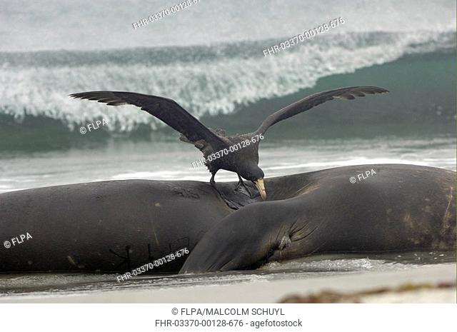 Southern Giant-petrel Macronectes giganteus adult, feeding on Southern Elephant-seal carcass, Sea Lion Island, Falkland Islands