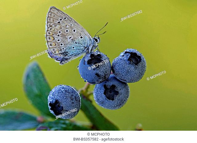 common blue (Polyommatus icarus), common blue on blueberries, Germany, Lower Saxony