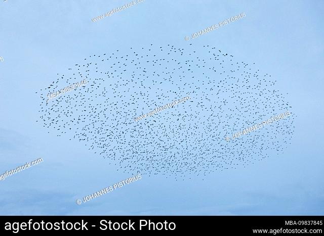 Europe, Denmark, Bornholm. At dusk, a flock of starlings (Sturnidae) flies over the fields