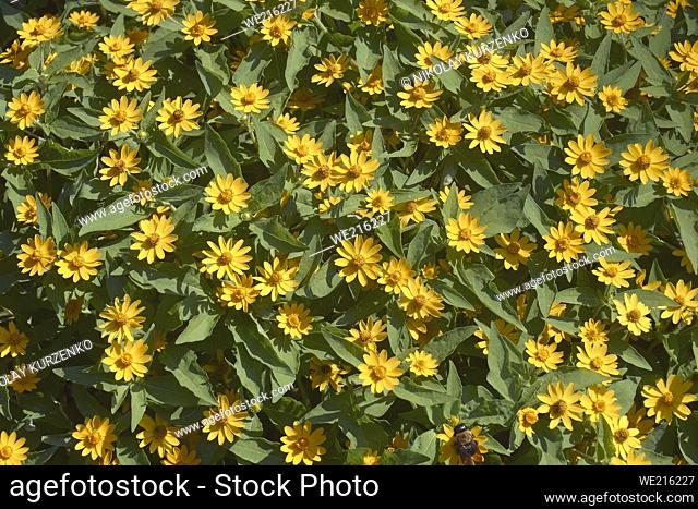 Butter daisy (Melampodium divaricatum)