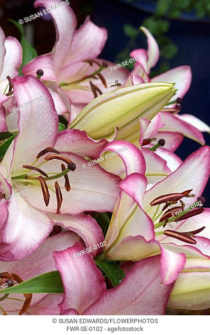 Oriental lily, Lilium 'Hotline', several pink edged flowers
