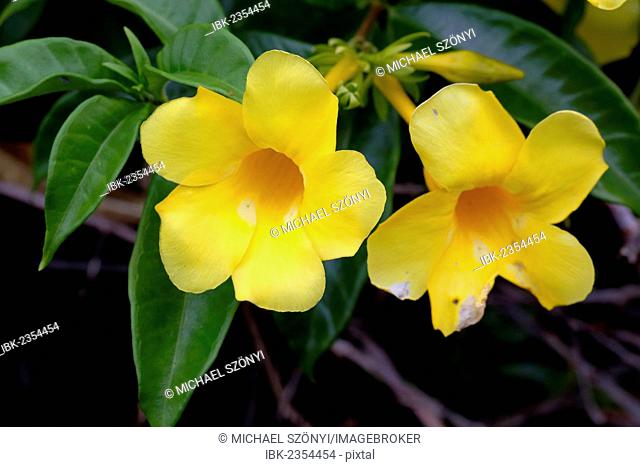 Yellow Hibiscus or Pua aloalo (Hibiscus brackenridgei), state flower of Hawaii, Big Island, Hawaii, USA