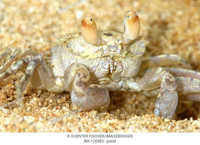 Ghost crab, Sand crab, Ocypode spec., Mauritius