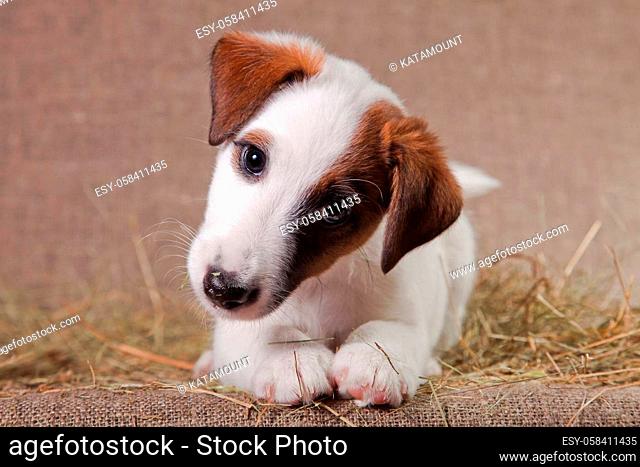 A small puppy of breed smooth-haired fox-terrier of a white color with red spots lies indoors on a bed covered with hay and bends its head