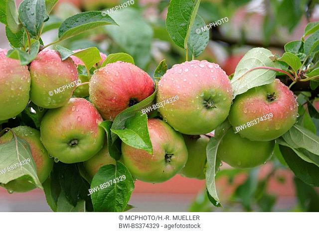 apple tree (Malus domestica 'Gravensteiner', Malus domestica 'Gravensteiner'), cultivar Gravensteiner