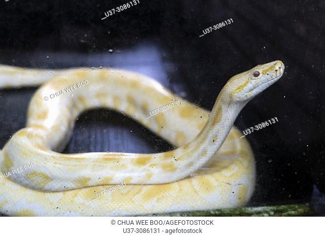 An albino python snake in Tanjung Bajau zoo, Singkawang, West Kalimantan, Indonesia