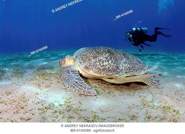 Male scuba diver with a green sea turtle  (Chelonia mydas), Red sea, Marsa Alam, Abu Dabab, Egypt, Africa