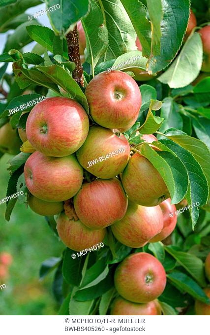 apple tree (Malus domestica 'Lancelot', Malus domestica Lancelot), aplles on a tree, cultivar Lancelot, Germany