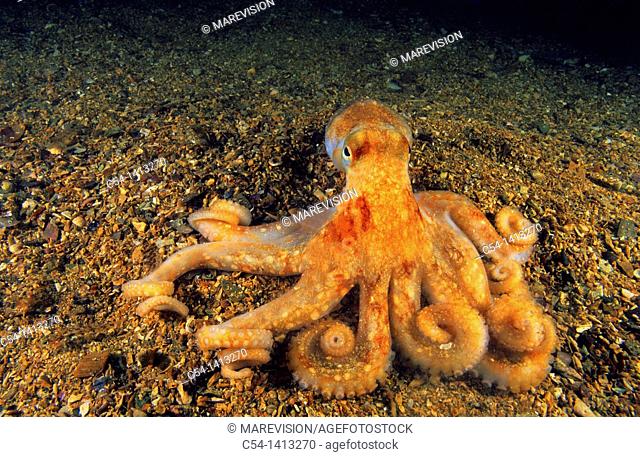 Spider octopus or Long-armed octopus (Octopus salutii), Eastern Atlantic, Galicia, Spain