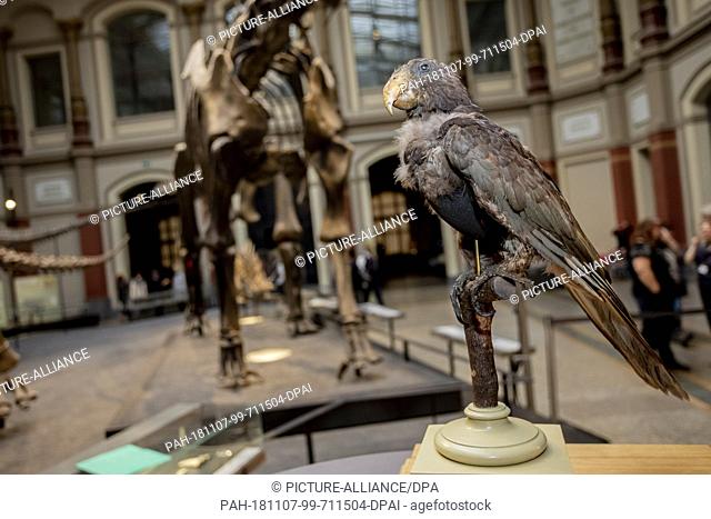 07 November 2018, Berlin: Alexander von Humboldt's stuffed pet, a Vasa parrot from 1859, stands on a table at a press conference in Berlin's Museum of Natural...