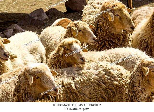 Flock of sheep, El Cedro, La Gomera, Canary Islands, Spain