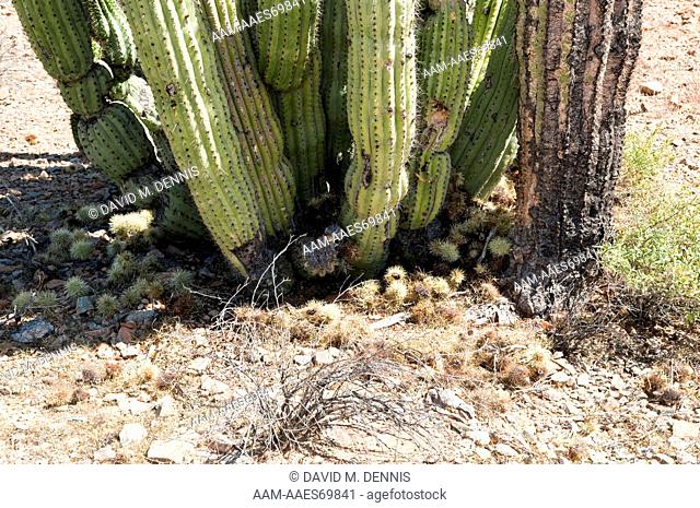 Pack Rat, Neotoma sp., nest at base of Organ Pipe Cactus, Stenocereus thurberi, Organ Pipe Cactus National Monument, AZ Rrat nest at base of Organ Pipe Cactus