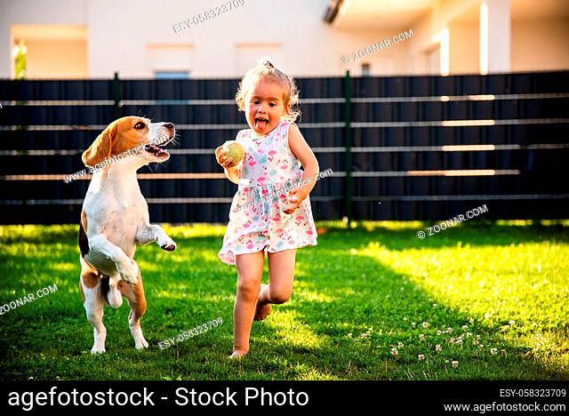 Baby girl running with beagle dog in garden on summer day. Domestic animal with children concept. Dog chasing child with a tennis ball