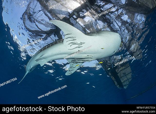 Whale Shark underneath Fishing Platform, Rhincodon typus, Cenderawasih Bay, West Papua, Indonesia