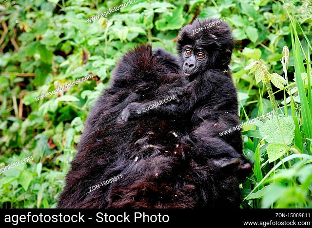 Junger Berggorilla im Bwindi Impenetrable Nationalpark Uganda (Gorilla beringei beringei) | Young Mountain Gorilla at Bwindi Impenetrable National Park Uganda...
