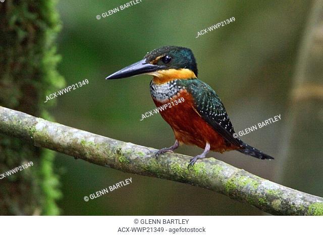 Green-and-Rufous Kingfisher Chloroceyle inda perched on a branch near the Napo River in Amazonian Ecuador